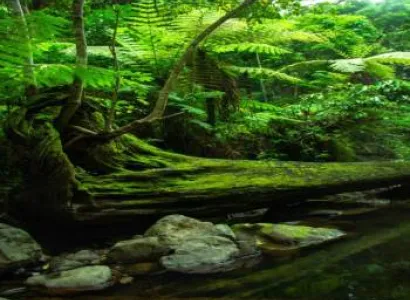 2 Nights 3 Days Wayanad Weekend Tour Package