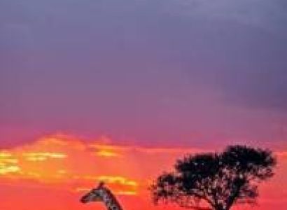 4 Days Masai Mara And Lake Nakuru Safari Tour