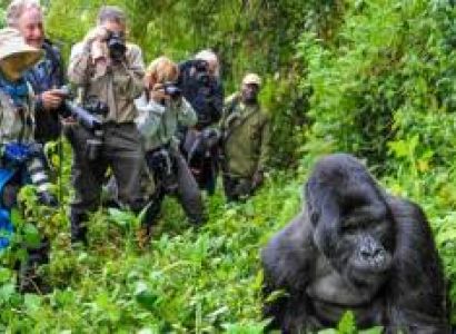 4 Days Wildlife - Gorilla Trek Safari Tour