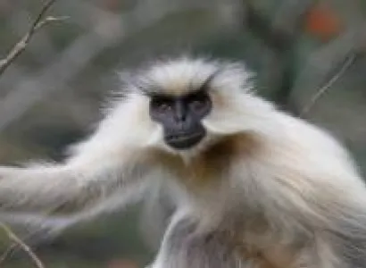 Royal Manas Safari / Wildlife Tour