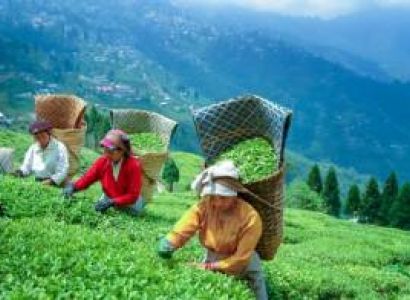 3 Night 4 Days Gangtok Darjeeling Trip