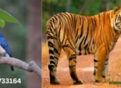 Tadoba Andhari Tiger Reserve Jungle safari Tour