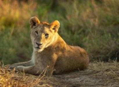7 days Serengeti Migration safari Package