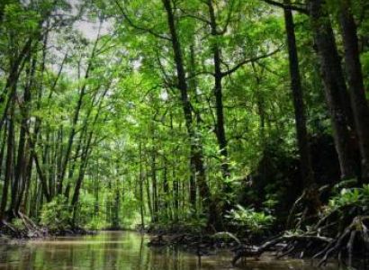 4 Nights - 5 Days Bhitarkanika Kuldiha Tour