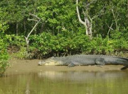 2 Night - 3 Days Bhitarkanika Tour