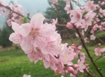 5 Nights and 6 Days   Full Tour Package Kashmir
