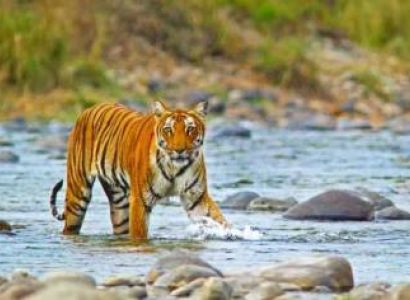 Jim Corbett Package For 1N 2D