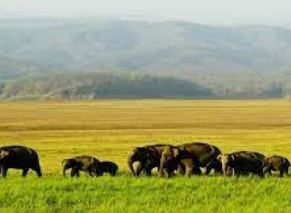 Assam Wildlife Tour