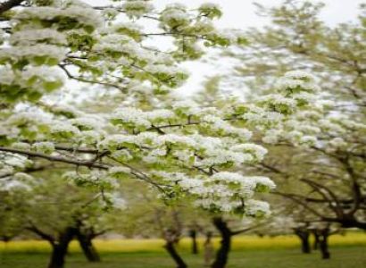 4 Nights 5 Days Tulip Festival Special