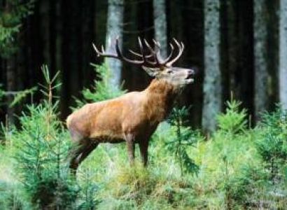 Kashmir Wildlife Safari 7 Days - 6 Night Tour