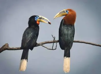 13 Nights - 14 Days Bhutan Bird Tour