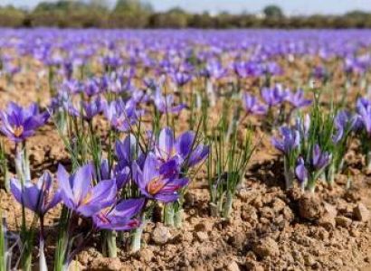 Kashmir 4 Nights and 5 Days Tour