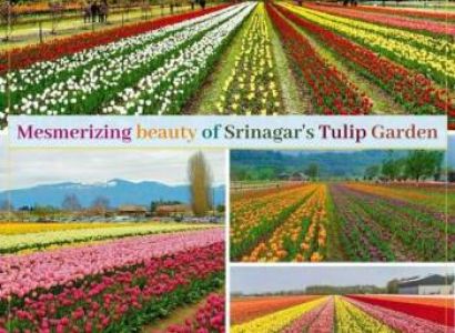 5D 4N Tulip Festival Tour