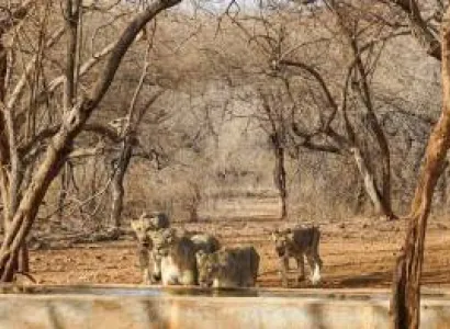 4 Day Diu - Sasan Gir Tour Package