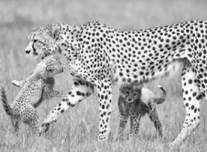 7 Nights Mid-range Masai Mara Mombasa Safari