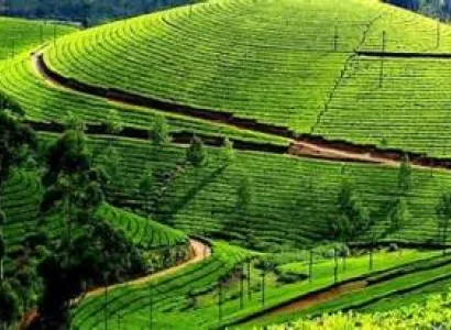 Munnar Thekkady Alappuzha Kovalam Tour