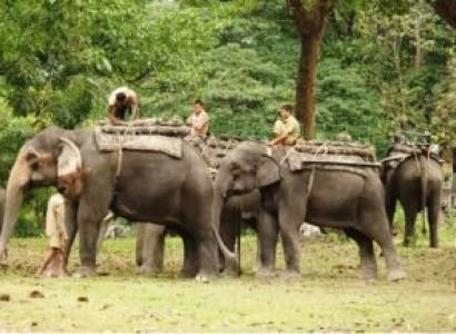 1 Night - 2 Days Kaziranga Tour Package