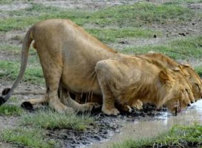 3-Day Serengeti NP and Ngorongoro Luxury Safari