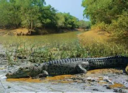 6 Night Puri - Bhitarkanika - Bhubaneswar Tour