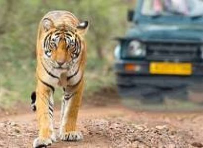 Jim Corbett Tour Package 3 Days - 2 Nights