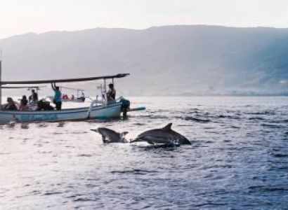 One Day Dolphin Trip