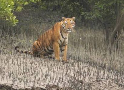 Kolkata - Sundarbans Tour Package 4 Night - 5 Days Image