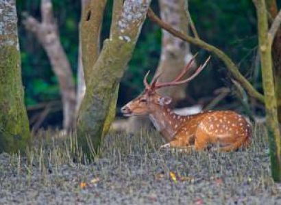 Sundarban Wildlife - Nature Tour