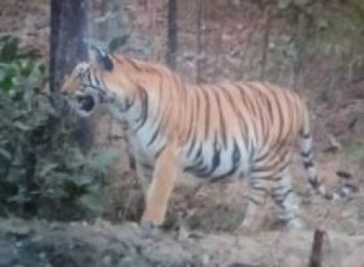 2 Nights  3 Days Bandhavgarh National Park Tour
