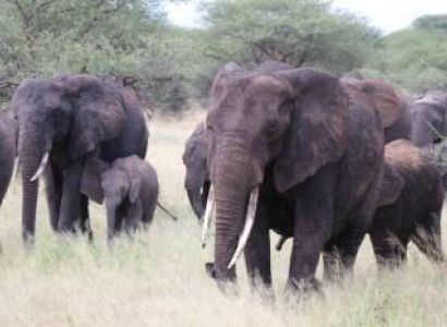 4 Days Tanzania Private Family Safari