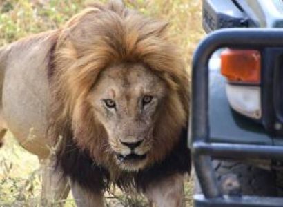 2 Days Tanzania Couple Safari