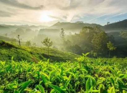 3 Days Munnar Tour Package