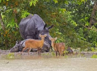5 Nights Shillong - Cherrapunji - Kaziranga - Guwahati Tour