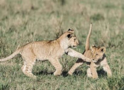 Ngorongoro Crater 1 Day Trip