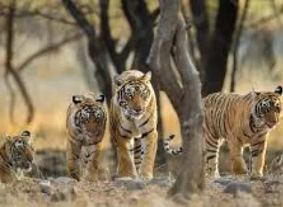 1 Day / 2 night on Weekend - Mysore, Bandipur, Nagarhole, Bangalore, Chitradurga, Madikere Tour