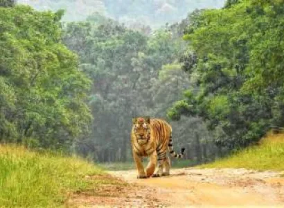 2 Days Tour Package Kanha National Park