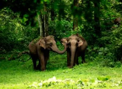 Wayanad Wildlife Sanctuary 3 Days - 2 Nights Tour