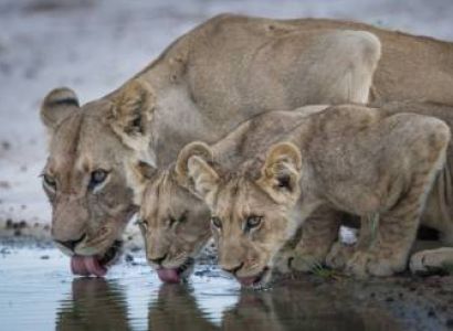8-Day Mid-Range Mara River and Great Migration Tour