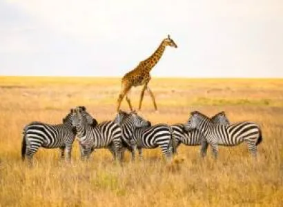7-Day Comfort Safari Experience Tour