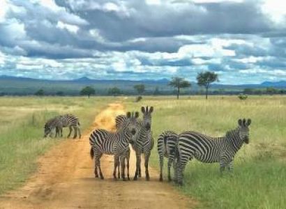 10D Unique Safari-Cultural Experience Tarangire-Manyara-Ngorongoro-Serengeti-Lake Eyasi-Arusha Tour