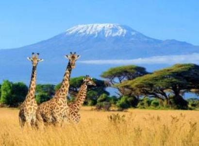 Kilimanjaro Day Trip