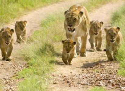 6Days Mikumi - Ruaha And Udzungwa Package