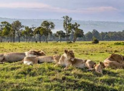 7 Night - 8 Days With The Lions In Serengeti Safari Tour