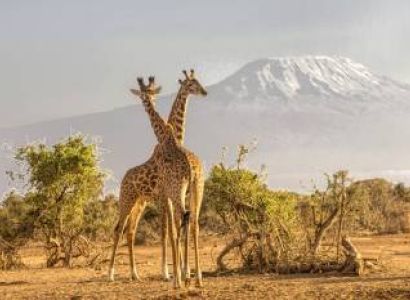 6Night Arusha - Tarangire Np - Manyara Np - Serengeti Np - Ngorongoro Crater Tour