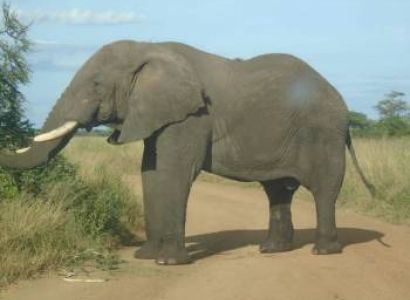 3-Day Wildlife Safari to Ruaha National Park