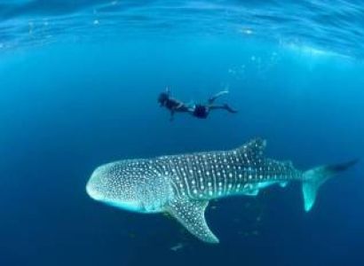 Whale Shark Diving Day Trip