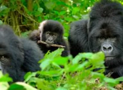 11Day Gorillas - Masai Mara - Zanzibar Tour