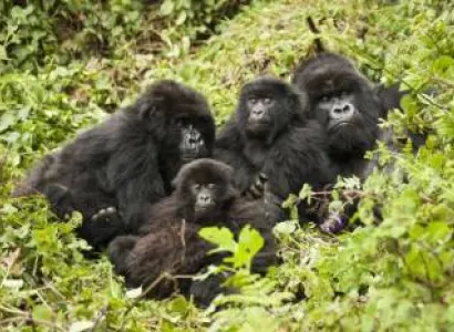 20-Day The Best Of Uganda - Kenya And Tanzania Tour
