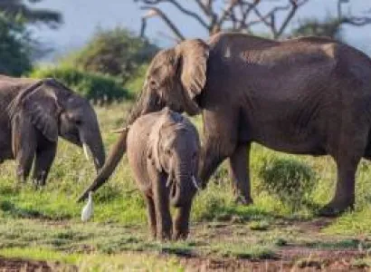 4D 3N Safari To Tarangire - Serengeti - Ngorongoro Joining Group Safari Tour