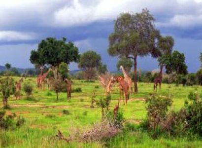 2 Days - 1 Night From Zanzibar To Mikumi National Park Tour