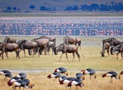 4 Days Safari Manyara - Ngorongoro - Tarangire Tour